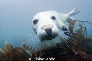 Grey Seal pup Lundy Island by Elaine White 